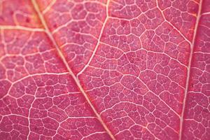 venas de hojas de árboles rojos, colores otoñales fondo rojo