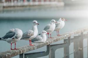 seagulls resting in the seaport photo