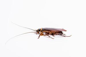 Close up cockroach isolated on white background photo