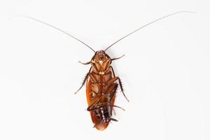 Close up dead cockroach isolated on white background. Top view photo