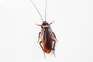 Close up cockroach isolated on white background. Top view photo