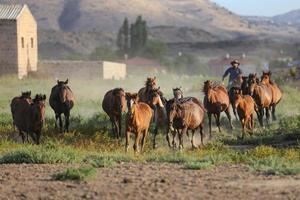 Yilki Horses Running in Field, Kayseri, Turkey photo