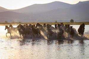 Yilki Horses Running in Water, Kayseri, Turkey photo