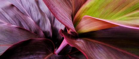Beautiful natural red violet leaves background of Cordyline Fruticosa plant. Leaf background design. photo