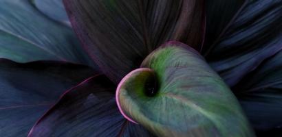 Beautiful natural red violet leaves background. Cordyline Fruticosa plant. Leaf background design. photo