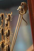 Close up of skewers with  seahorses and scorpions. Beijing, photo