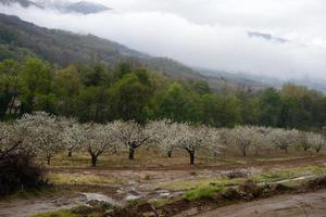 Cherry trees in blossom. Cloudy day. photo