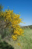 Beautiful blooming broom in the countryside. photo