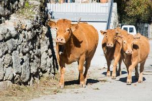 Cow with cowbell and two calves photo