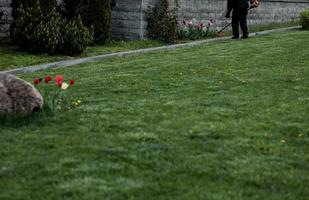 landscaping - lawn mowing photo