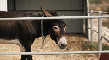 imagen de un burro divertido foto