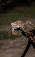 portrait Caribbean green iguana photo