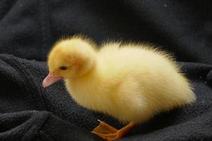 Baby Duck and Goose photo