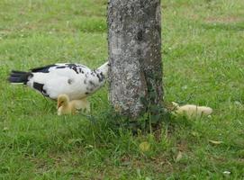 Baby Duck and Goose photo