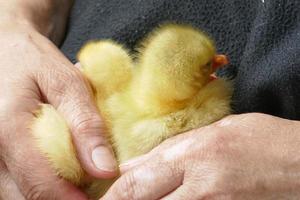 Baby Duck and Goose photo