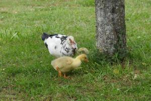 Baby Duck and Goose photo