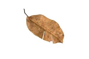 Dry leaf on isolated background Clipping path photo