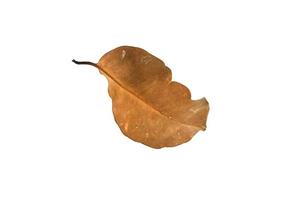 Dry leaf on isolated background Clipping path photo