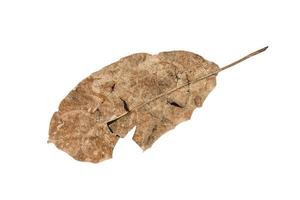 Dry leaf on isolated background Clipping path photo