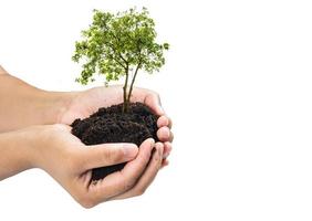 Hands holding a green young plant,small tree isolate background Clipping path photo