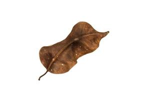 Dry leaf on isolated background Clipping path photo