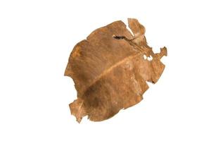 Dry leaf on isolated background Clipping path photo