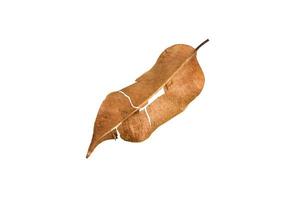 Dry leaf on isolated background Clipping path photo