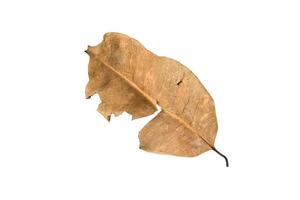 Dry leaf on isolated background Clipping path photo