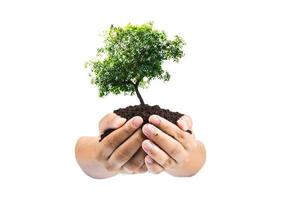 manos sosteniendo una planta joven verde, un pequeño árbol aislar el camino de recorte de fondo foto
