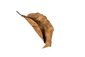 Dry leaf on isolated background Clipping path photo