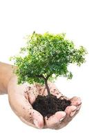 manos sosteniendo una planta joven verde, un pequeño árbol aislar el camino de recorte de fondo foto