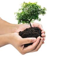 Hands holding a green young plant,small tree isolate background Clipping path photo