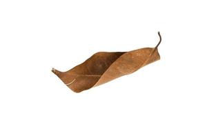 Dry leaf on isolated background Clipping path photo