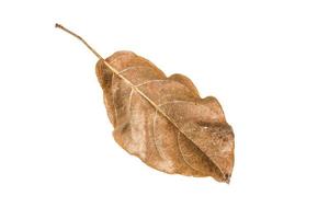 Dry leaf on isolated background Clipping path photo