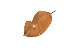 Dry leaf on isolated background Clipping path photo