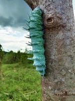 Caterpillars crawling on tree branches photo