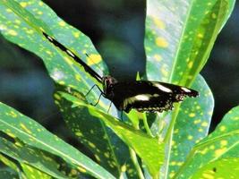 butterfly on leaf photo