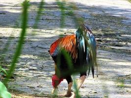 Indonesian rooster in the nature photo