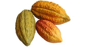 a collection of freshly harvested red, orange, green and yellow ripe cocoa pods isolated on a white background. Cocoa or Theobroma cacao L. is a cultivated tree in plantations. Harvesting fruit. photo