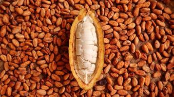 Cocoa pods that have been peeled and visible white fruit seeds on a background of dry cocoa beans ready to be processed into chocolate. photo