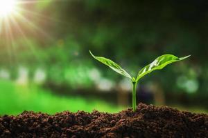 young plant growing on soil in garden with sunshine. concept save earth photo
