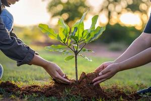 people hands planting small tree in sunset. concept save earth photo