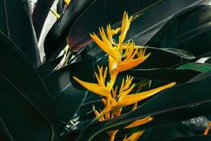 beautiful colorful exotic flower on dark leaf background photo