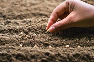 hand planting soy seed in the vegetable garden. agriculture concept photo