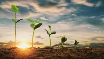 soybean growth in farm with blue sky background. agriculture plant seeding growing step concept photo