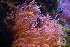 hermosos corales coloridos en el acuario foto