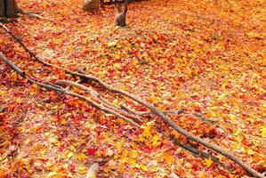 Colorful Maple leaves in the autumn on fall nature background photo