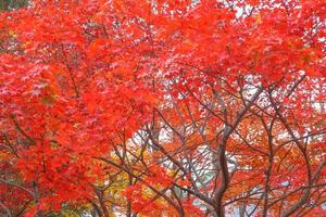 Red maple leaves and branch in the natural environment trees on a bright day of background . photo