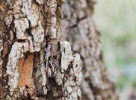 Close up of Cicada insect on tree in nature photo