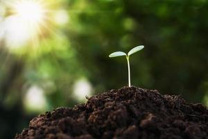 brotar la planta que crece en el suelo con sol en la granja. concepto de agricultura foto